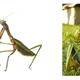 Illustration for article titled Bug Sex Book Sparks Surprising Controversy